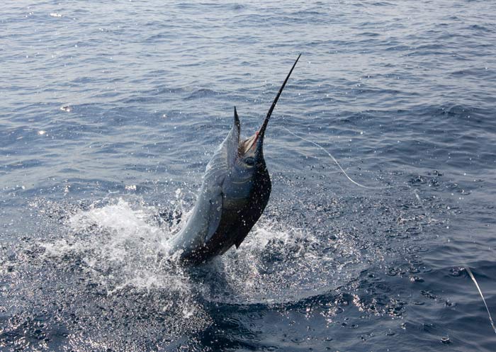 sailfish