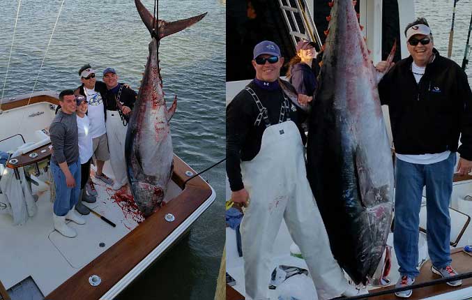 main tuna