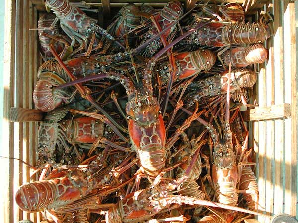 Feat Spiny lobster basket credit FWC