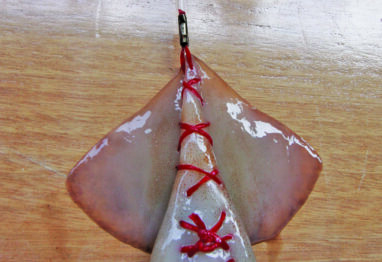 Squid1 1