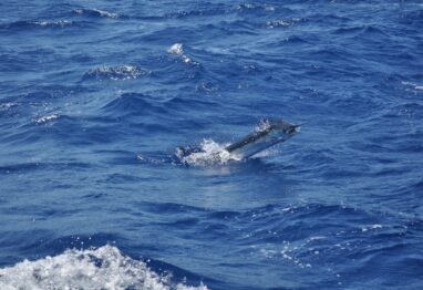 5 White Marlin scaled 1