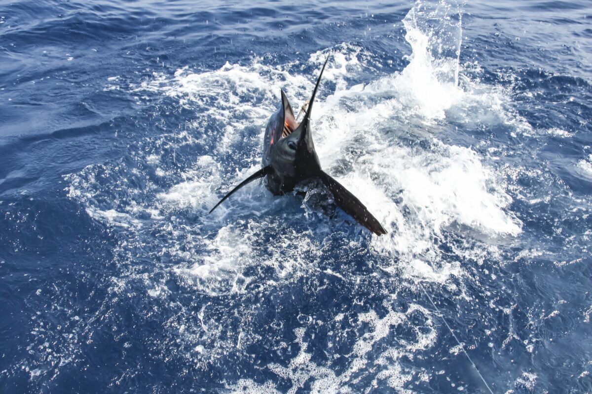 Sailfish in a spray of water tries to free itself from the hook