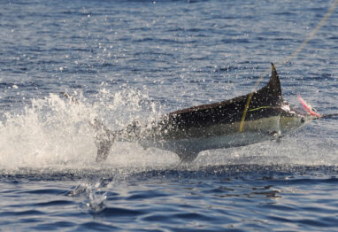 hooked blue marlin jumping