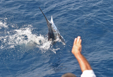 marlin jumping in water