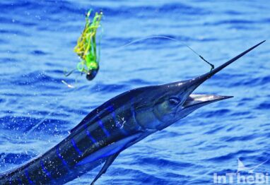 jumping billfish