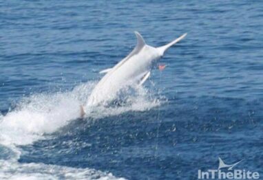 albino marlin