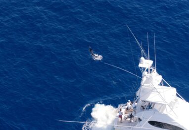 50th International Billfish Tournament, San Juan, Puerto Rico