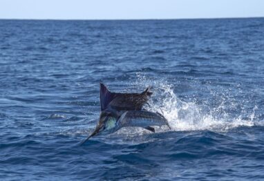 sailfish jumping out of the water