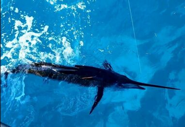 sailfish release
