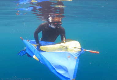 dolphin research