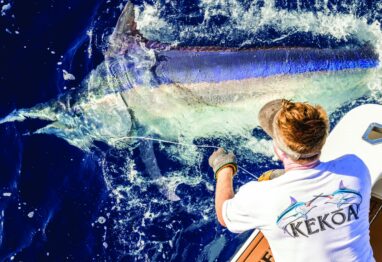 A large black marlin emerging from the water.