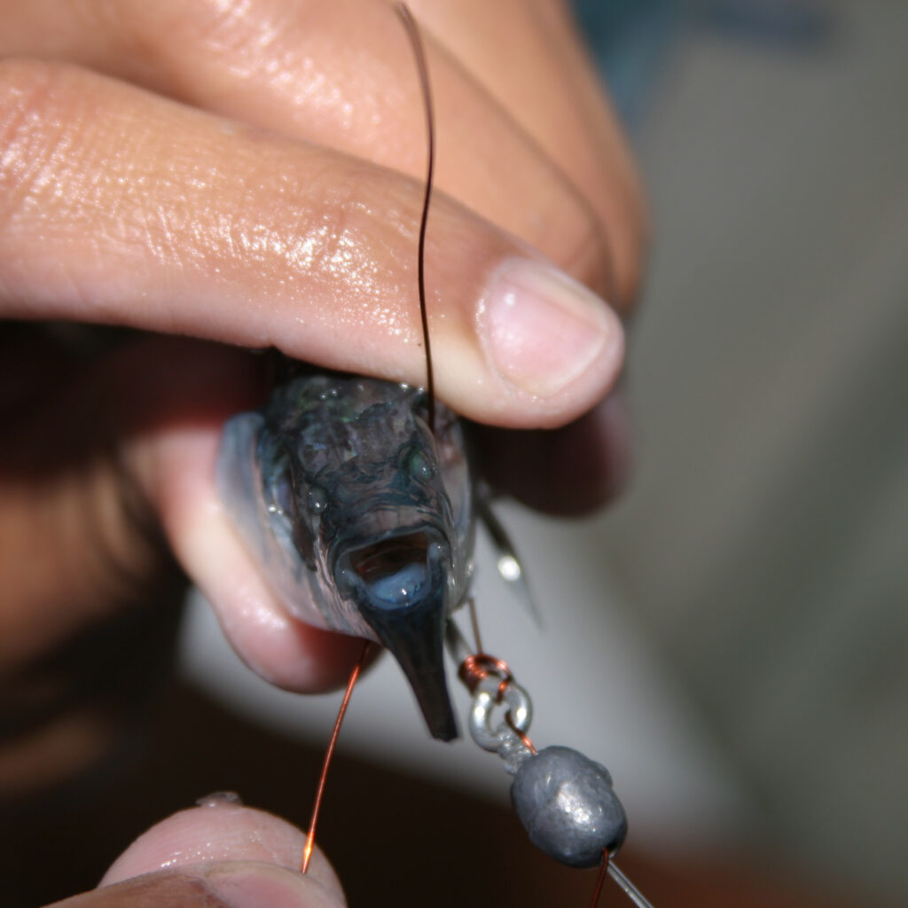 4. With the copper wire, your first step will be inserting it into the ballyhoohead, under the eye cavity and then back out the opposite eye opening.