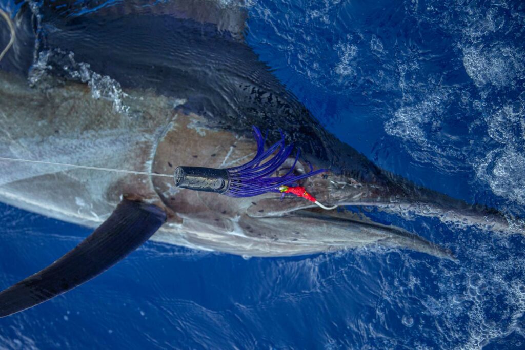 One of hundreds of marlin that have fallen victim to the legendary Moldcraft Soft Head.