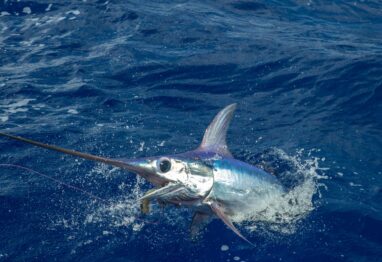 It’s hard to beat the neon blue, purple and silver explosion of a sword going airborne. Photo: Joe Byrum / Jaybles Photography
