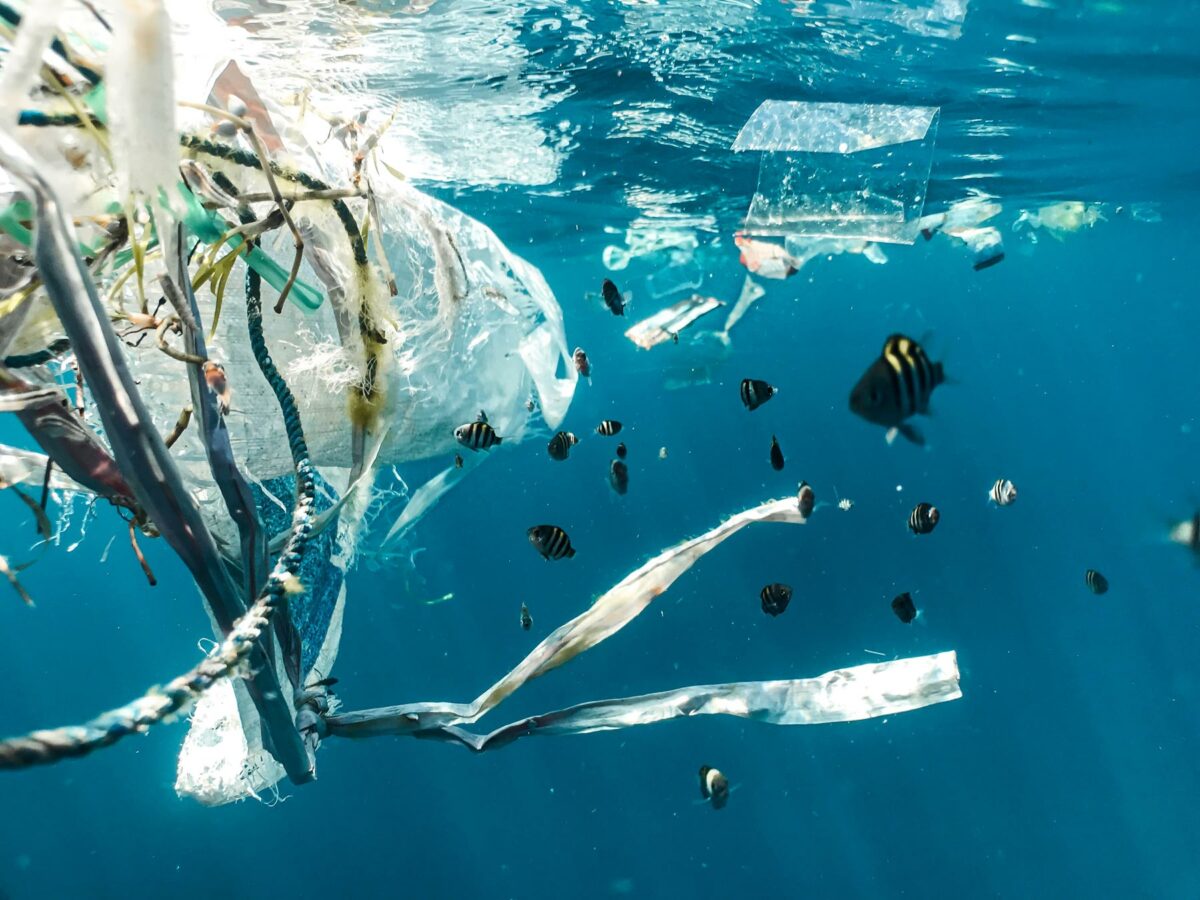 Plastic pollution and juvenile fish Photo: Naja Bertolt Jensen on Unsplash