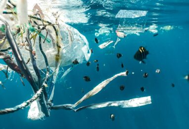 Plastic pollution and juvenile fish Photo: Naja Bertolt Jensen on Unsplash