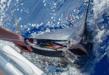 A blue marlin gets one last look at the Koya Large Tube before getting released.