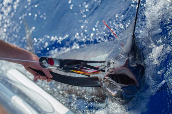 A blue marlin gets one last look at the Koya Large Tube before getting released.