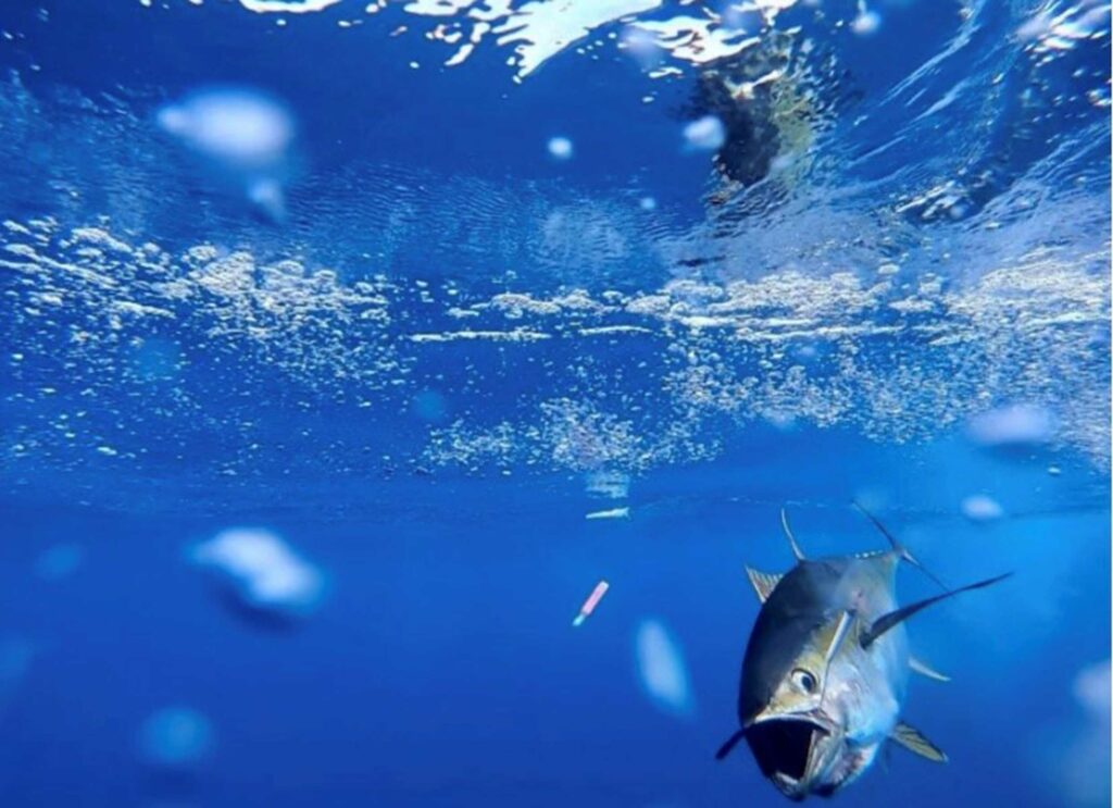 Phot os tuna underwater