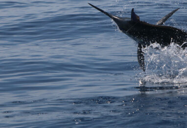 marlin_jumping