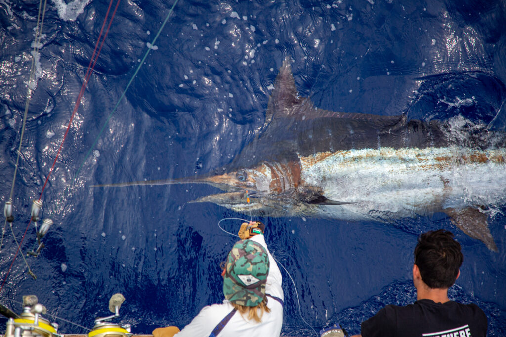 leadering a marlin by the boat