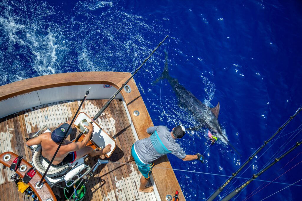 Wiring a blue marlin on the side of the boat