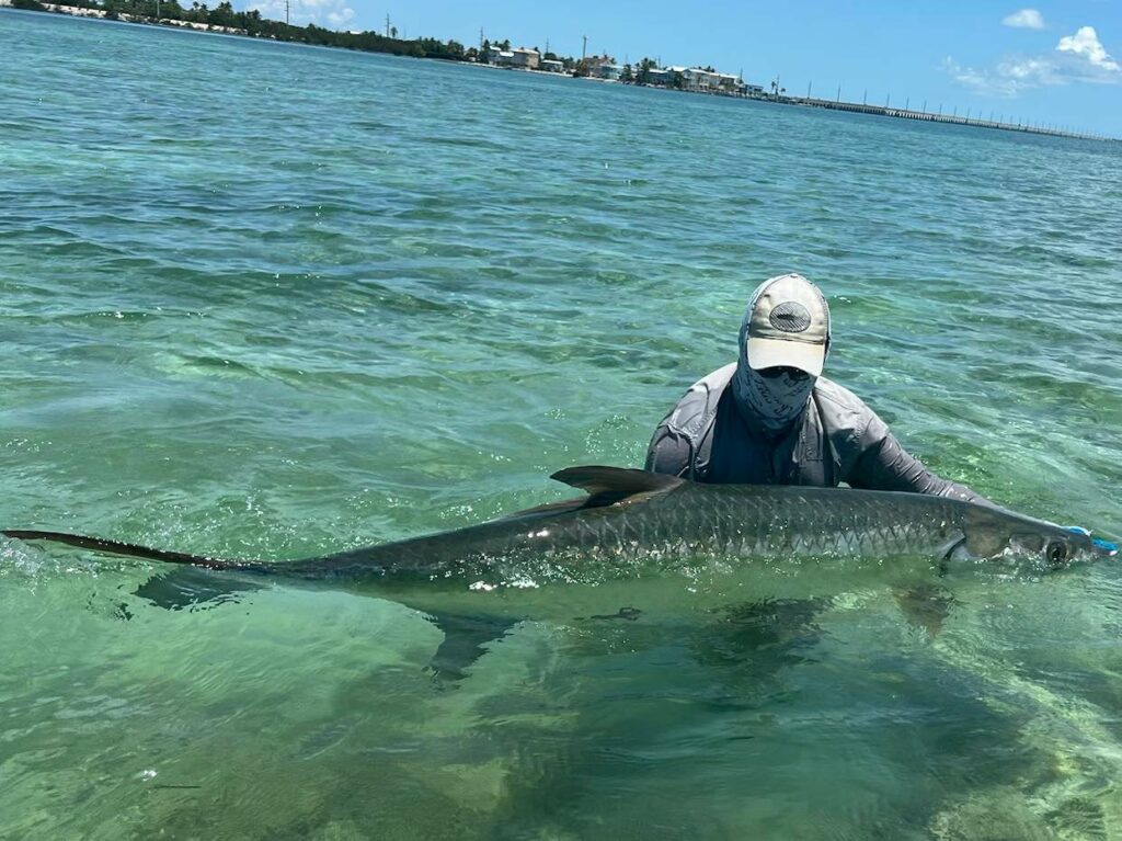 a guide holding a tarpon in the water
