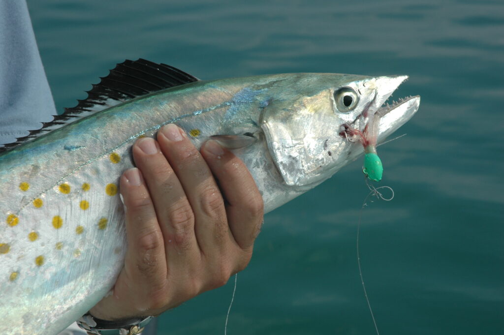 a spanish mackerel fish