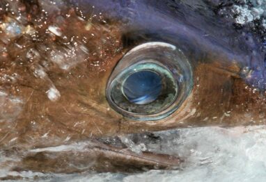 swordfish eye