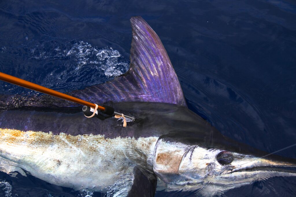 another blue marlin with a tag