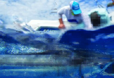 Satellite Tagging Game Fish is jhhelping conservation. here is a marlin being released with a tag