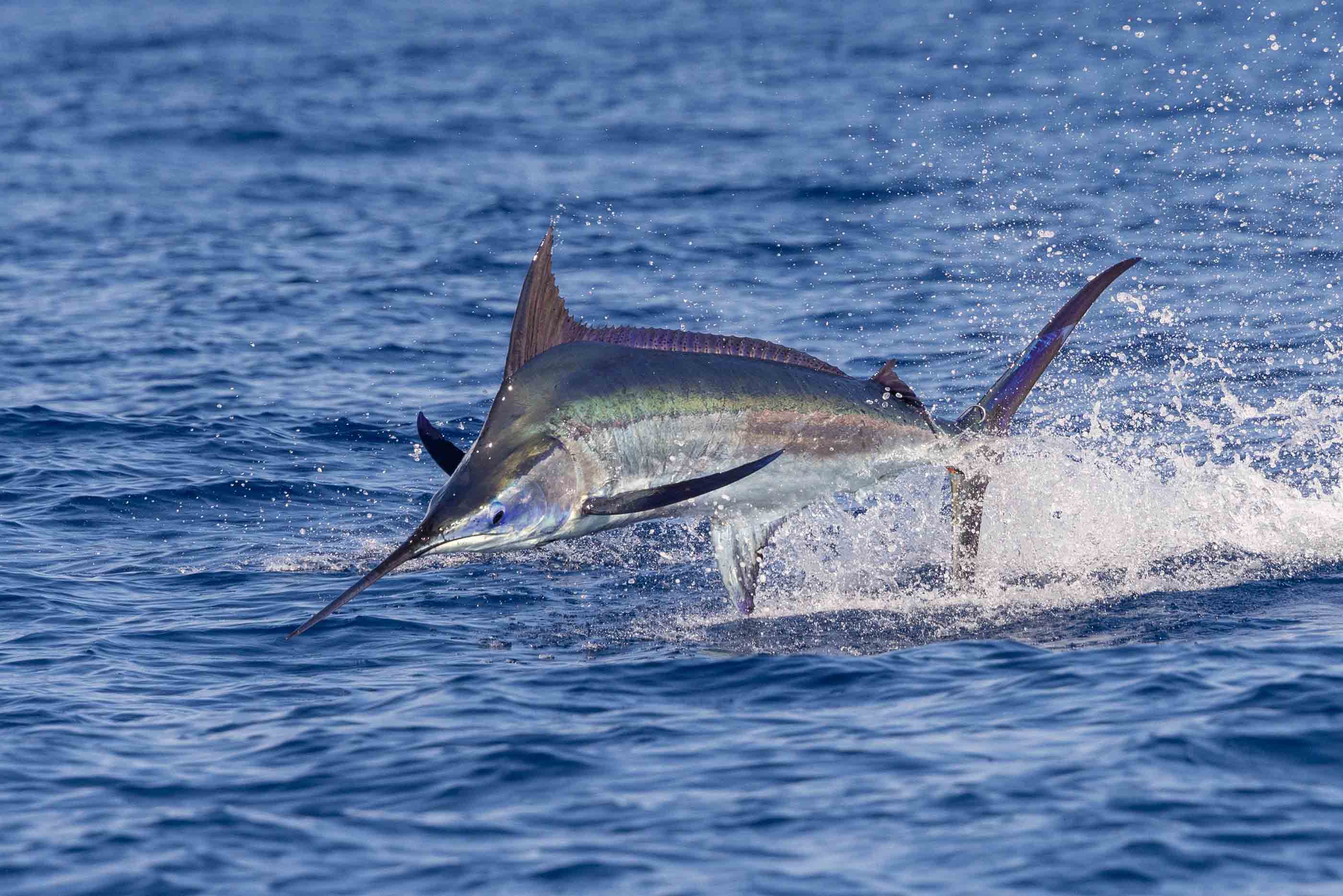 blue marlin