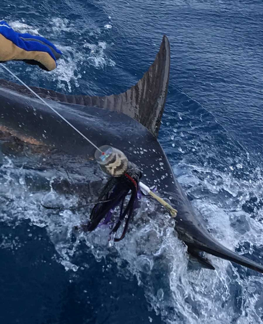 marlin hooked ona lure
