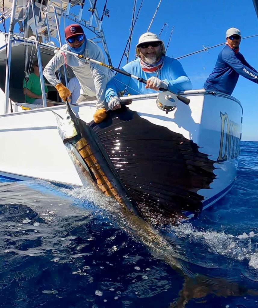 a sailfish caught ona fly rod