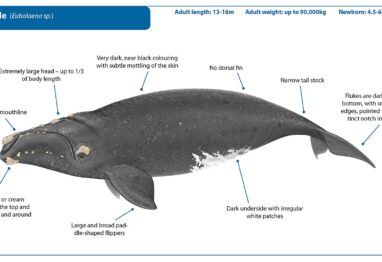 Right Whale
