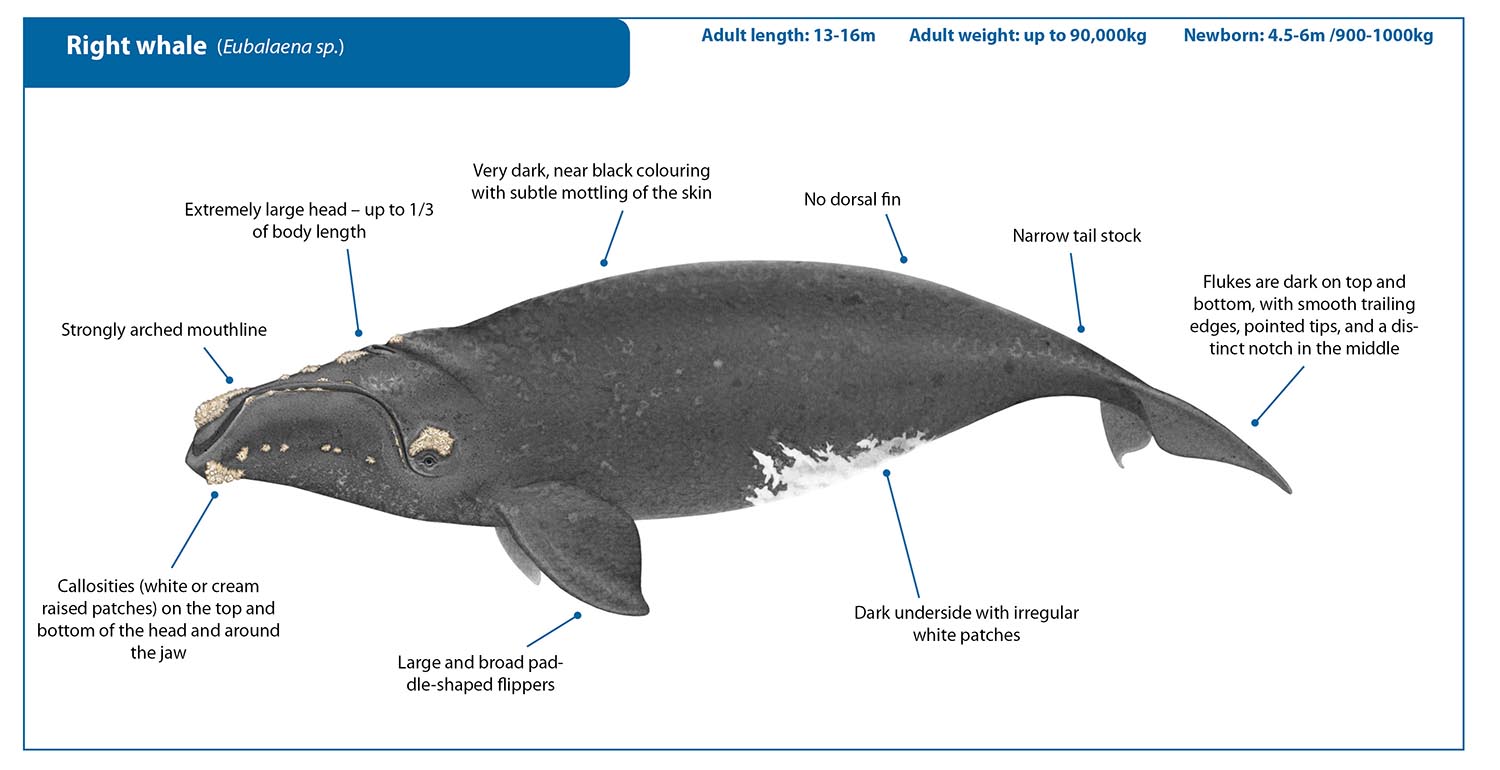 Right Whale