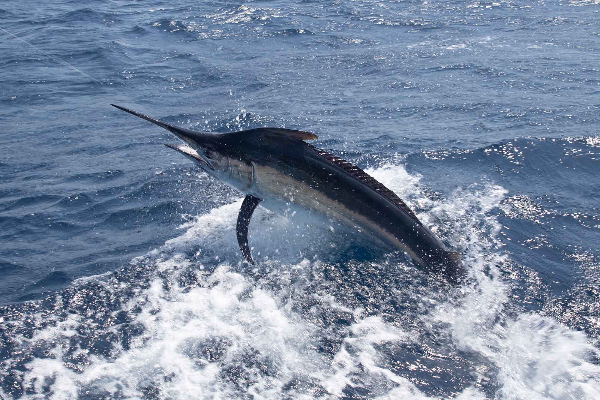 tropic star lodge black marlin
