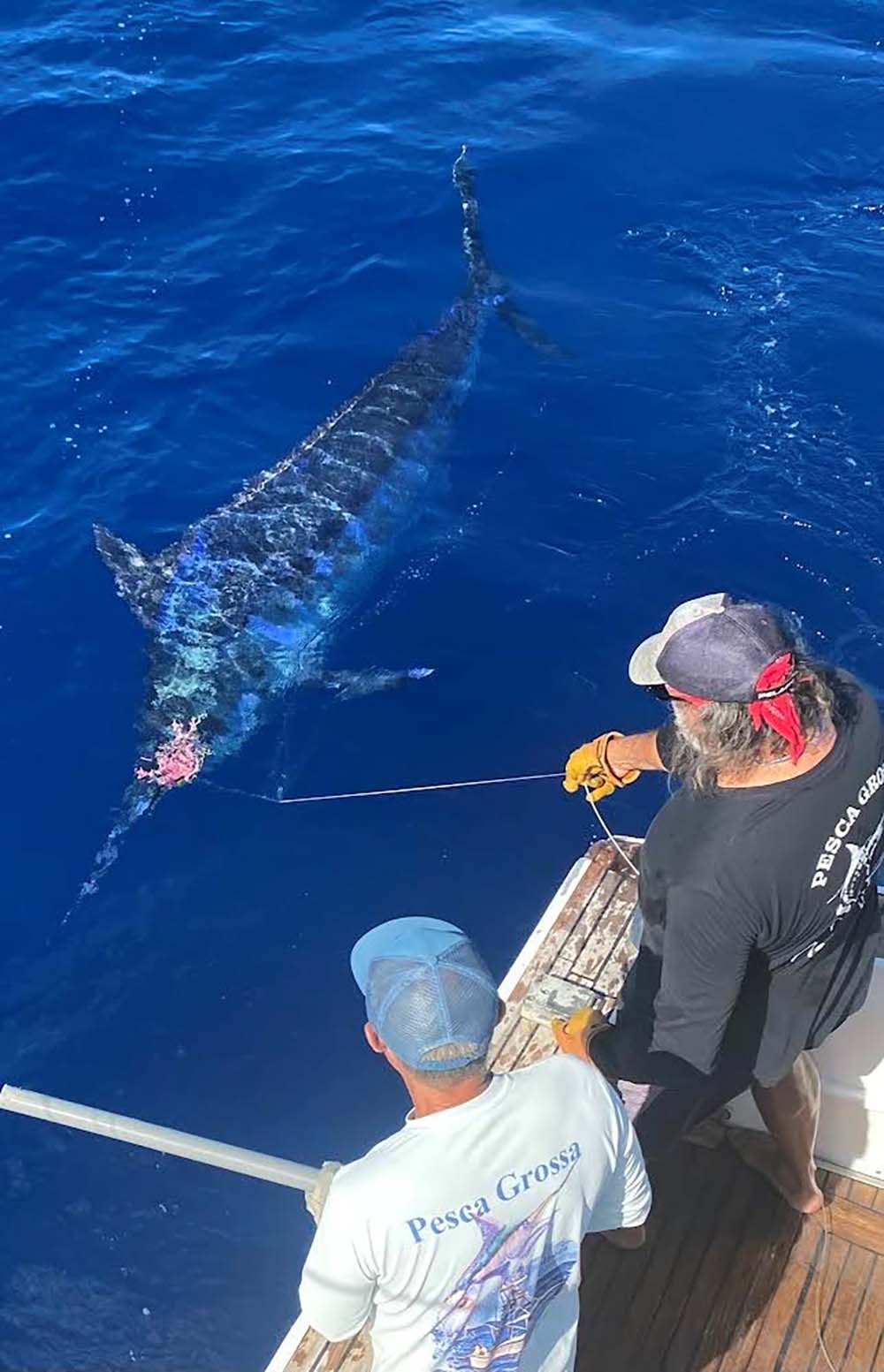 blue marlin near the boat ready for release