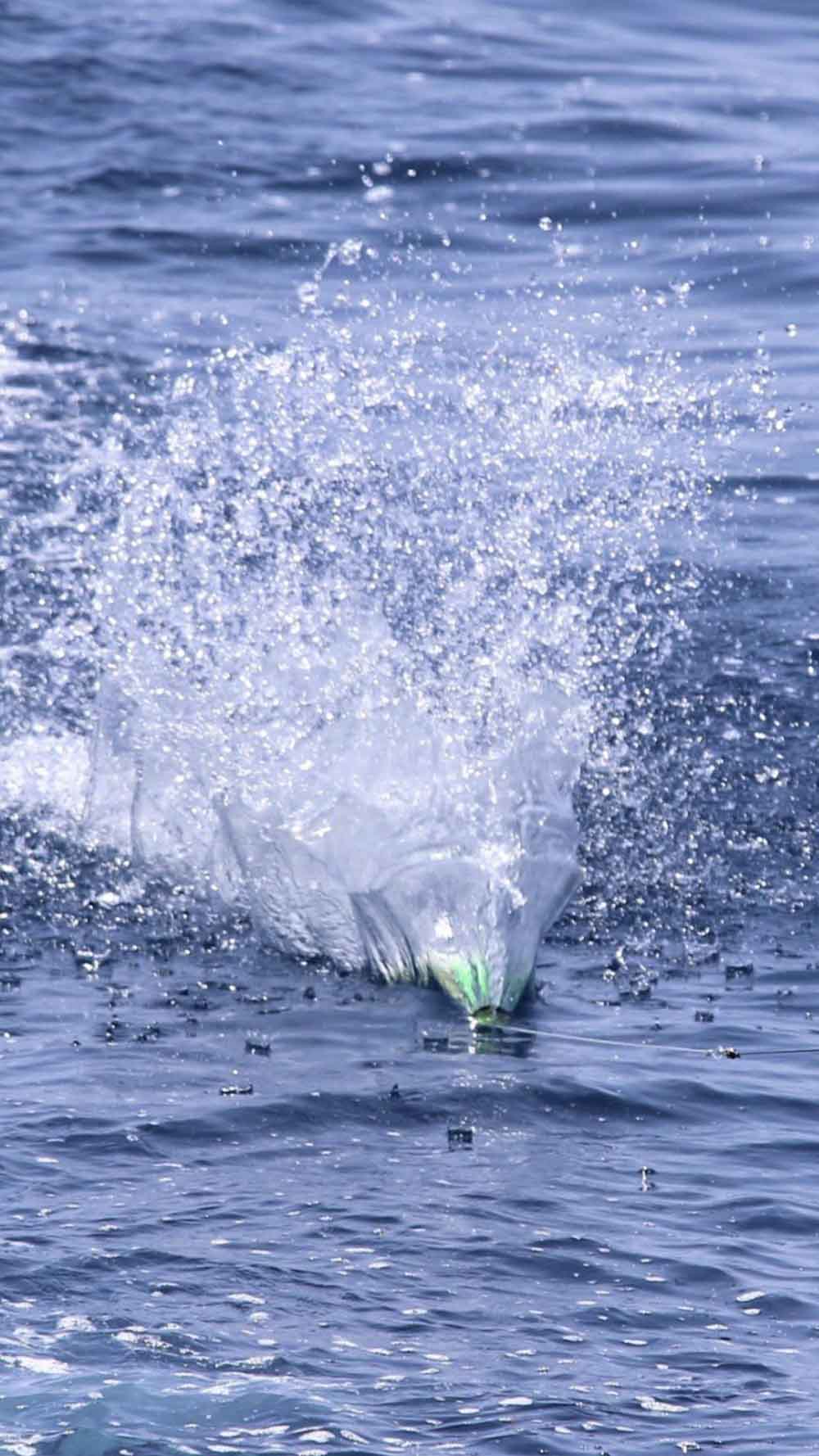 Moyes Lures in action  VI Express
