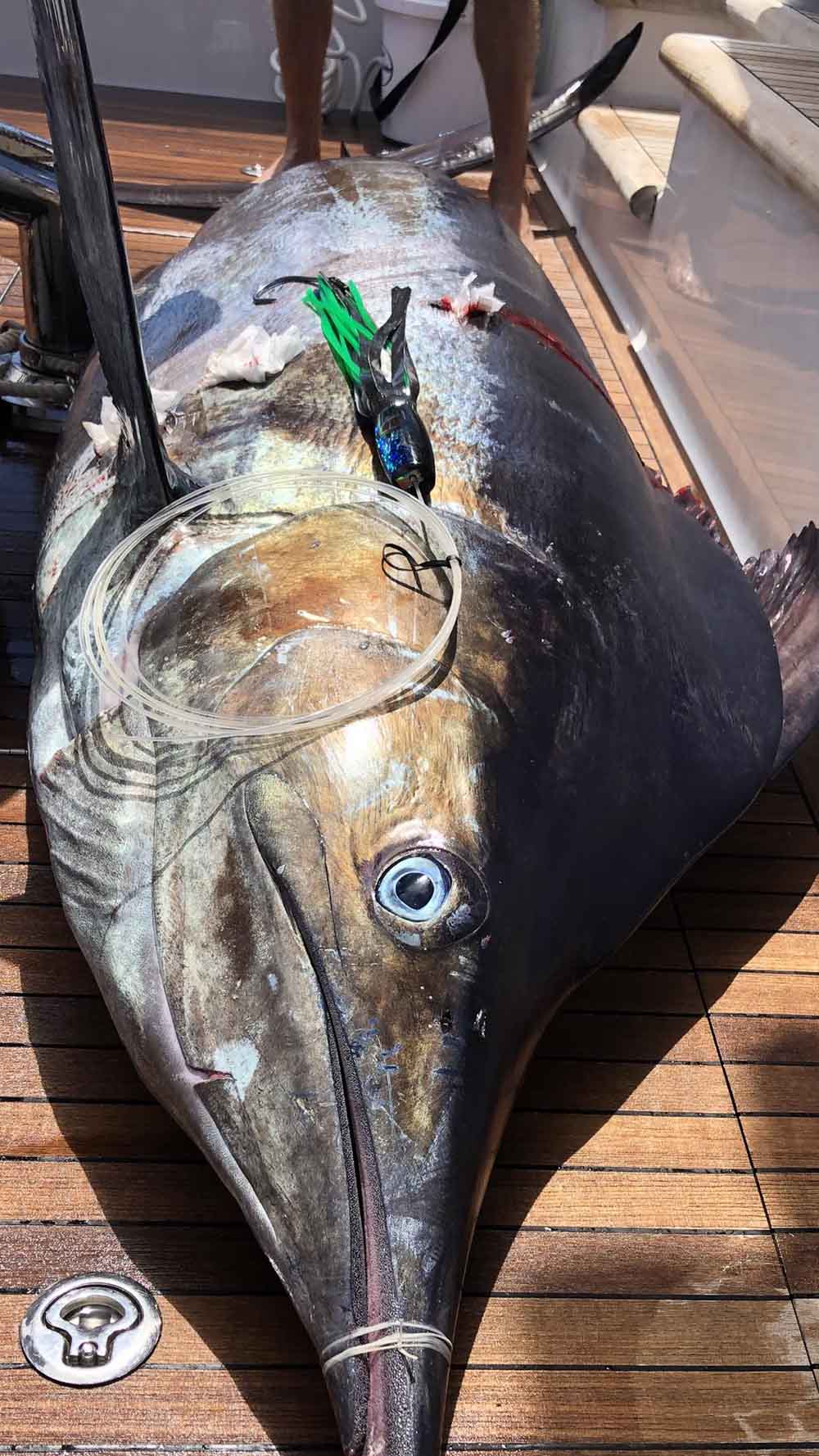 Lure on top of marlin in boat 