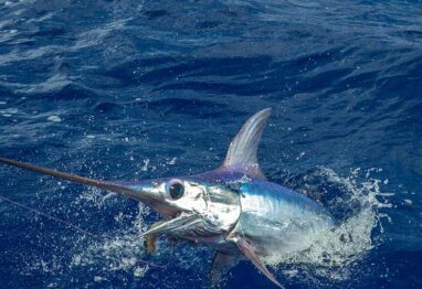 swordfish population rebound and an image of a swordfish in the water