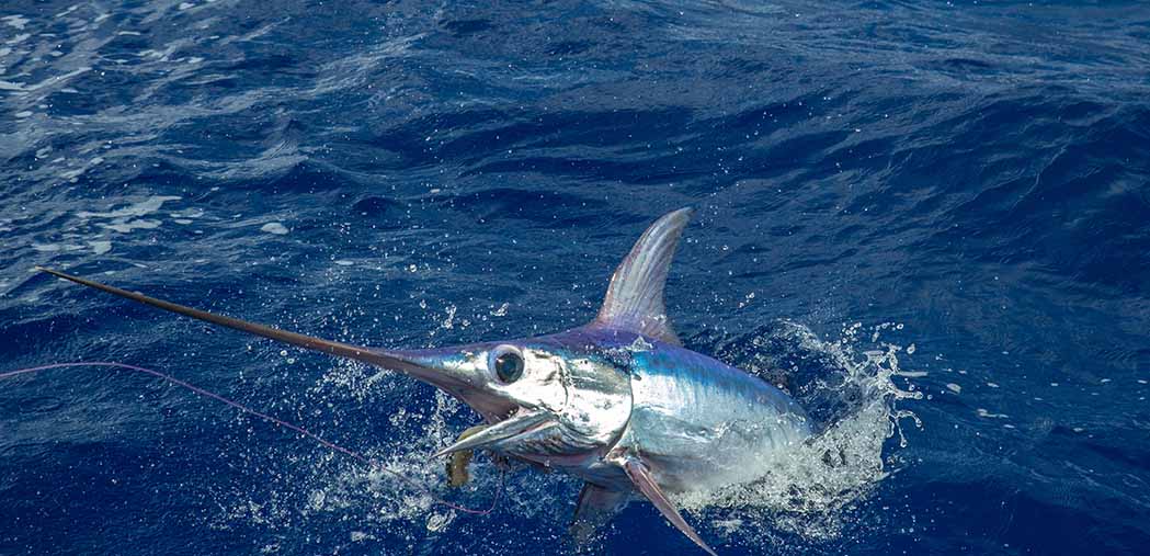 swordfish population rebound and an image of a swordfish in the water