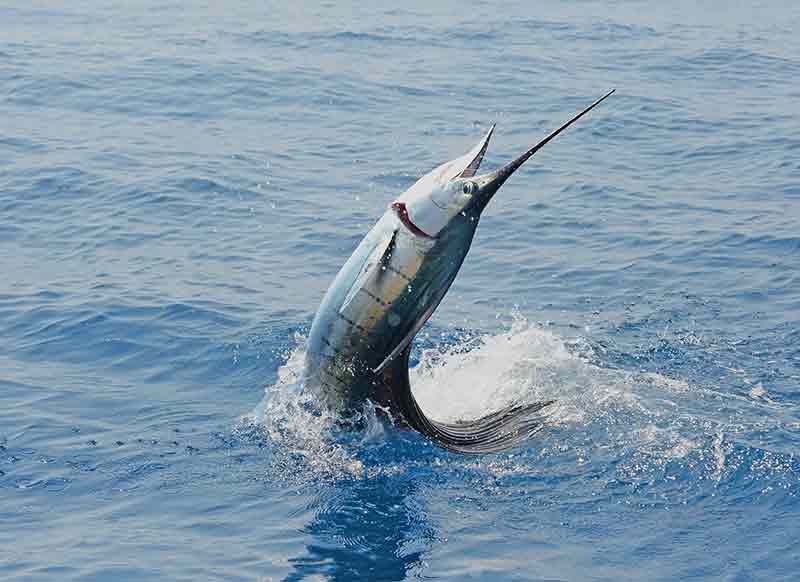 sailfish