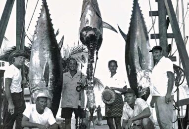 old black and white image of several guys standing with impressive large tunas hanging from a scale