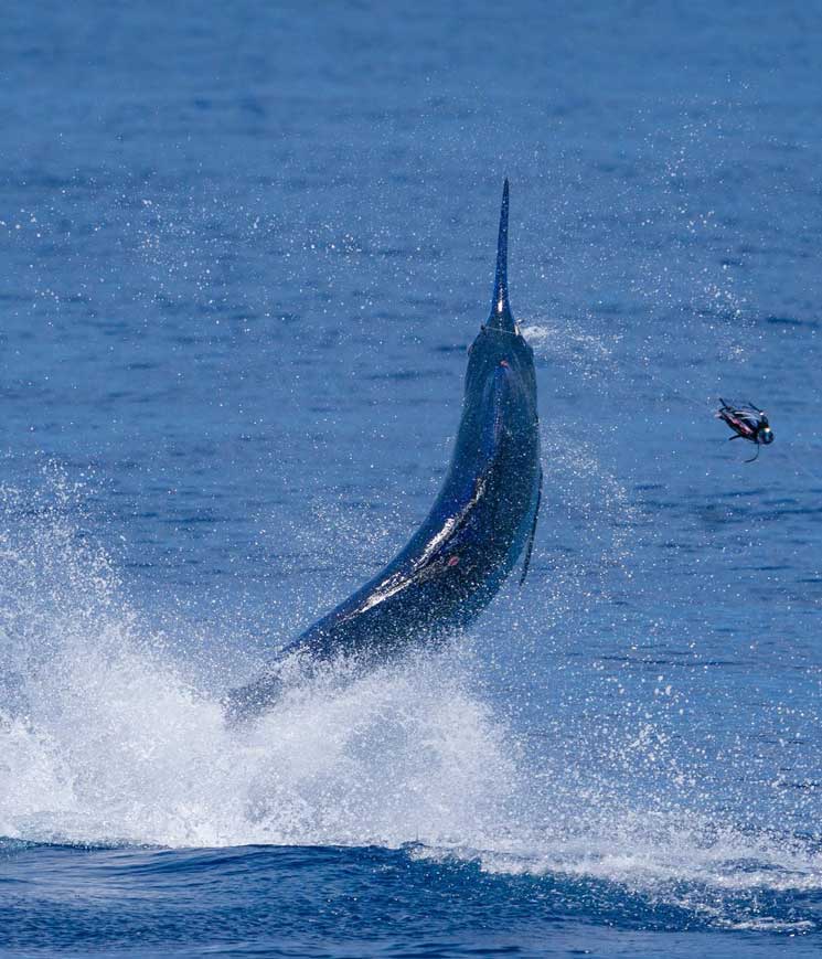 blue marlin