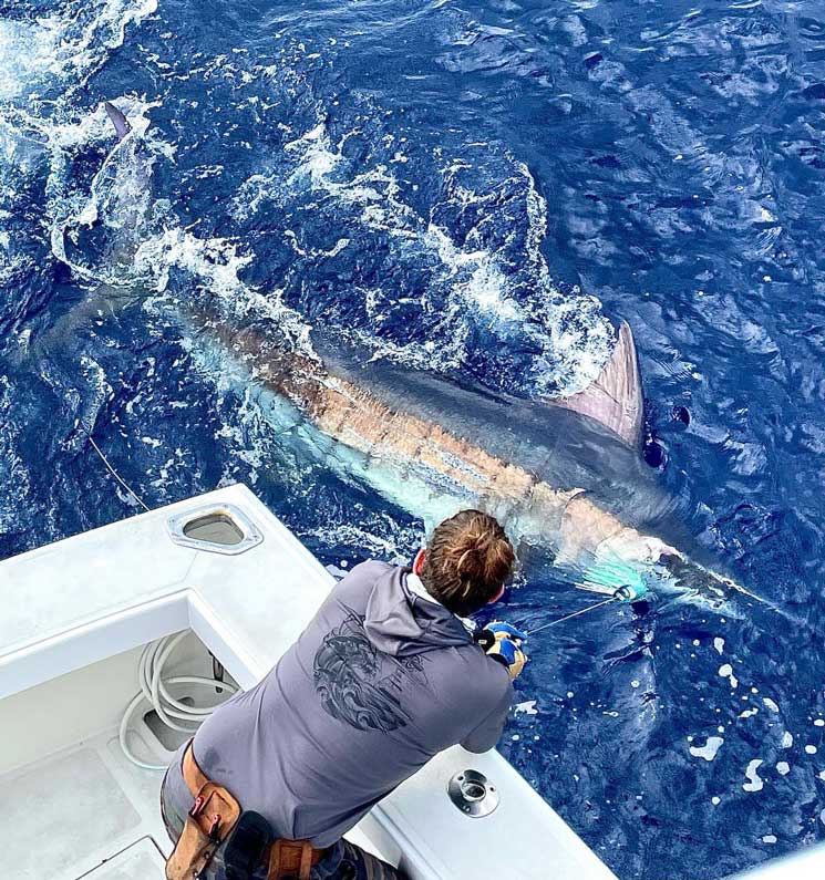 blue marlin boatside