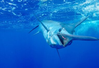 marlin under blue water