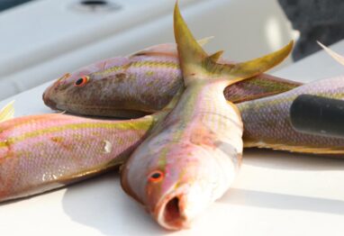 yellowtail snapper fishing showing 3 snapper on a fillet table