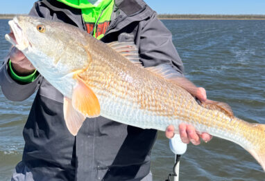 redfish