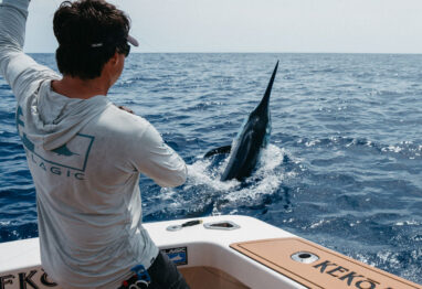 A mate wiring a blue marlin next to the boat stern